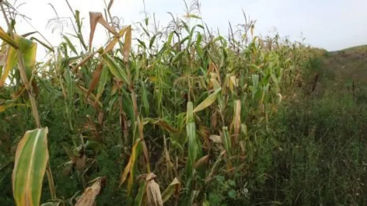 Seceta pedologică va afecta cea mai mare parte a zonelor de cultură a porumbului neirigat