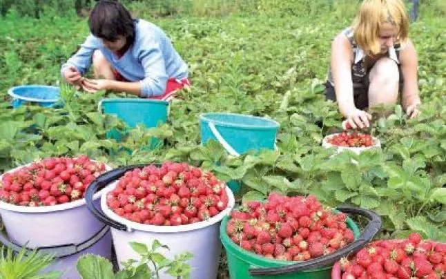 Locuri de muncă sezonieră la cules de căpşuni în Spania
