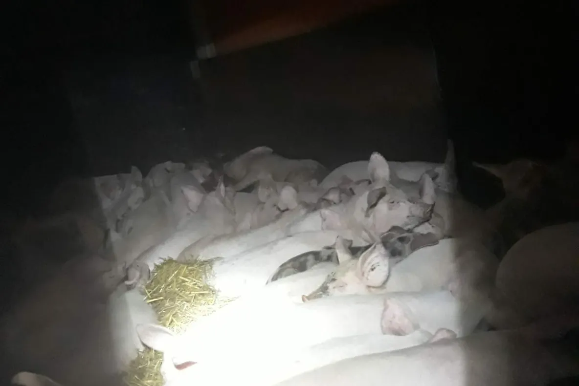 TRANSPORT DE PORCI, INTERCEPTAT DE POLIȚIE. VENEAU DIRECT DIN FOCARUL DE LA BIHOR
