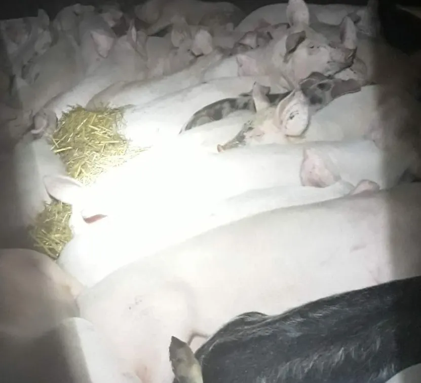 PERICOLUL A TRECUT: PORCII CONFISCAȚI LA MEHEDINȚI NU ERAU BOLNAVI
