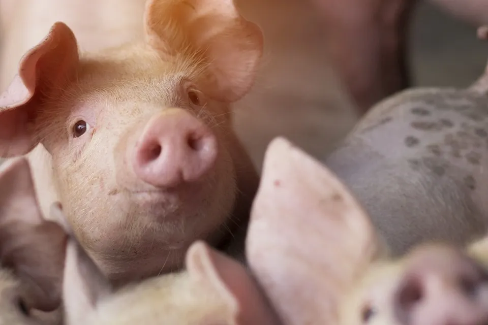 DSVSA MEHEDINȚI POATE FACE TESTE DE PESTĂ PORCINĂ DIN IANUARIE 2019