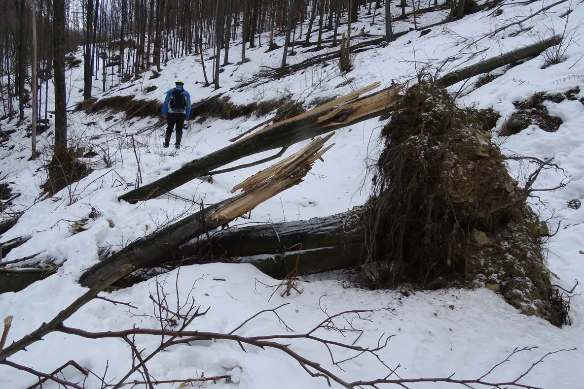 Acțiuni de monitorizare a carnivorelor mari în Parcul Natural Porțile de Fier