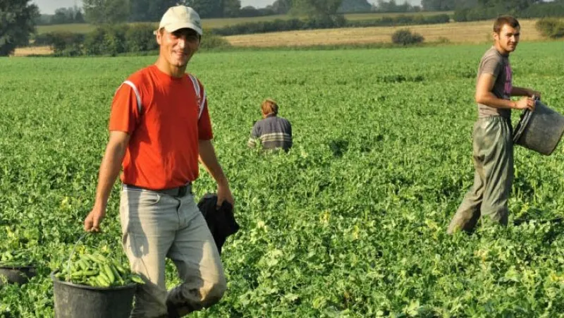 Eures: Locuri de muncă în agricultură în Portugalia și Danemarca la cules de mazăre