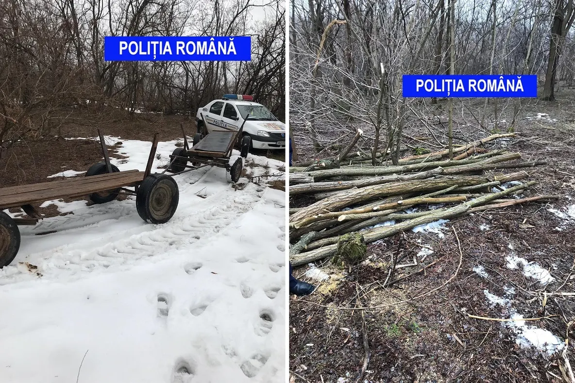 Cercetat pentru tăiere ilegală de material lemnos