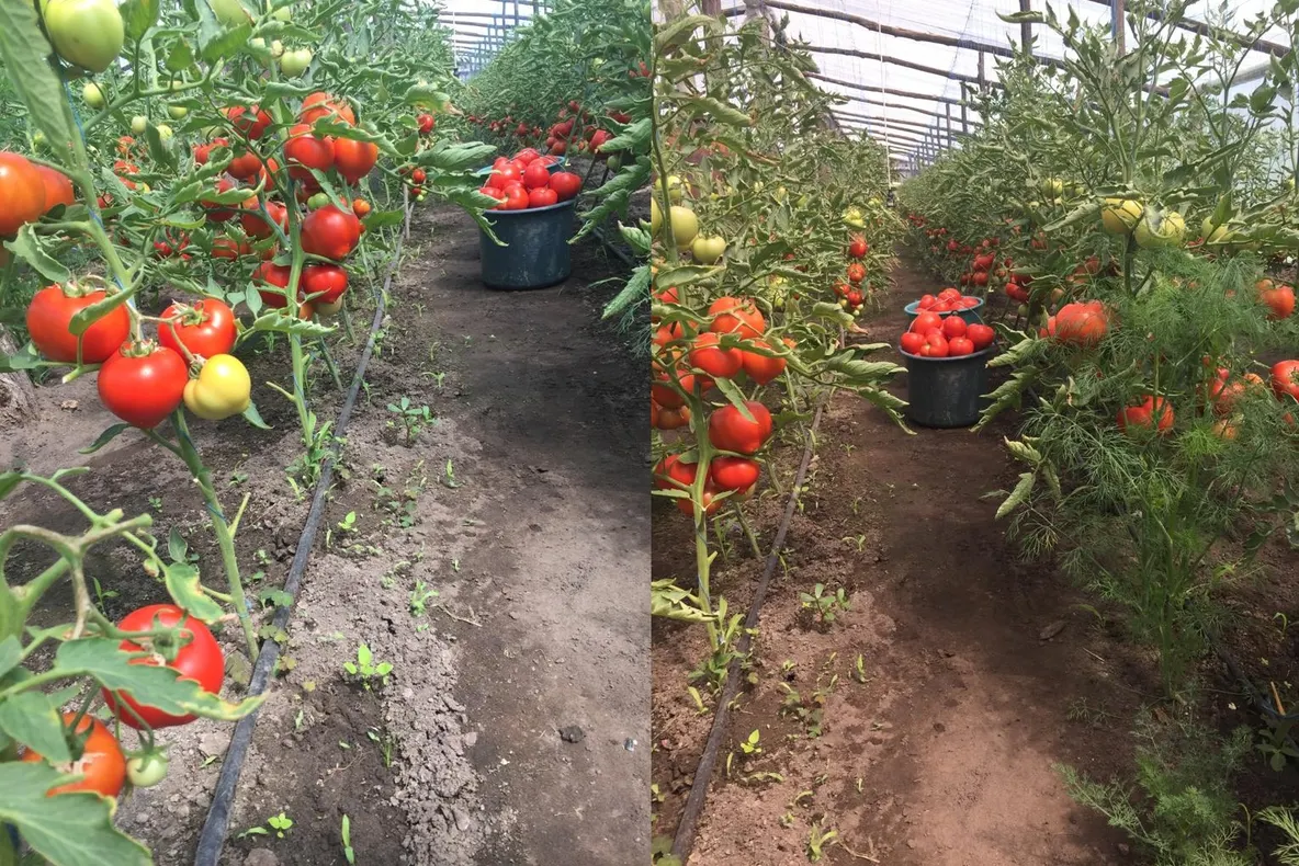 PRIMA RECOLTĂ DIN PROGRAMUL TOMATE 2019, LA MEHEDINȚI
