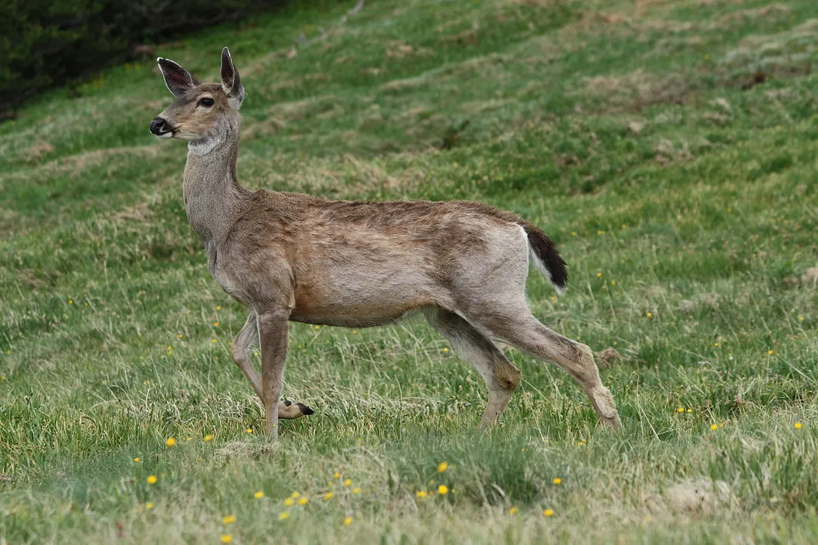 Imagini cu o ciută, surprinse în Parcul Național Porțile de Fier