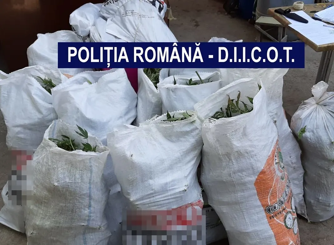 Arestări în rândul rețelei de traficanți de droguri de la Eșelnița