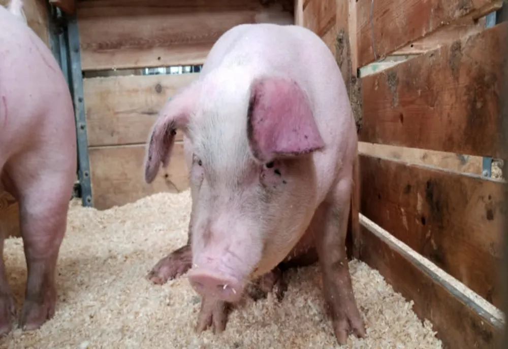 Peste 600 de porci de la o fermă din Mehedinți vor fi sacrificați 
