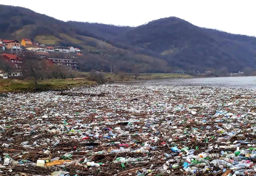 Imagini dezolante. Ape acoperite de peturi
