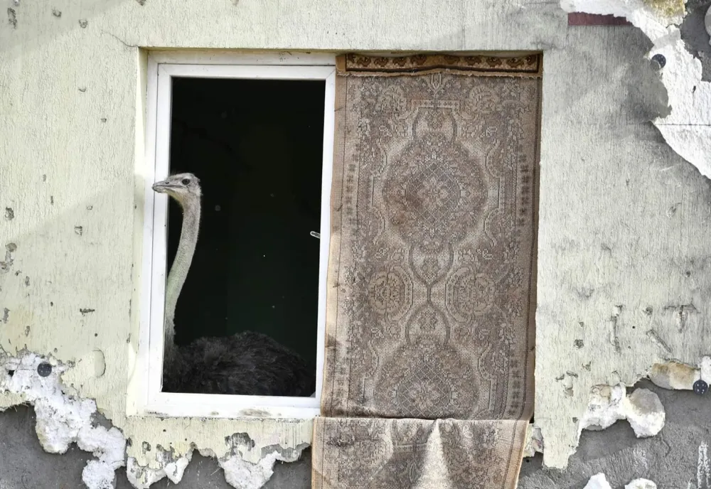 VIDEO. Struţ crescut într-un apartament, în Drobeta-Turnu Severin