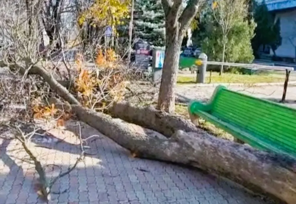 Copac smuls din rădăcini în Severin