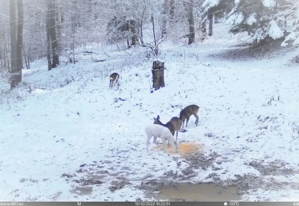 Căprioară albă, o apariție inedită in Bucegi