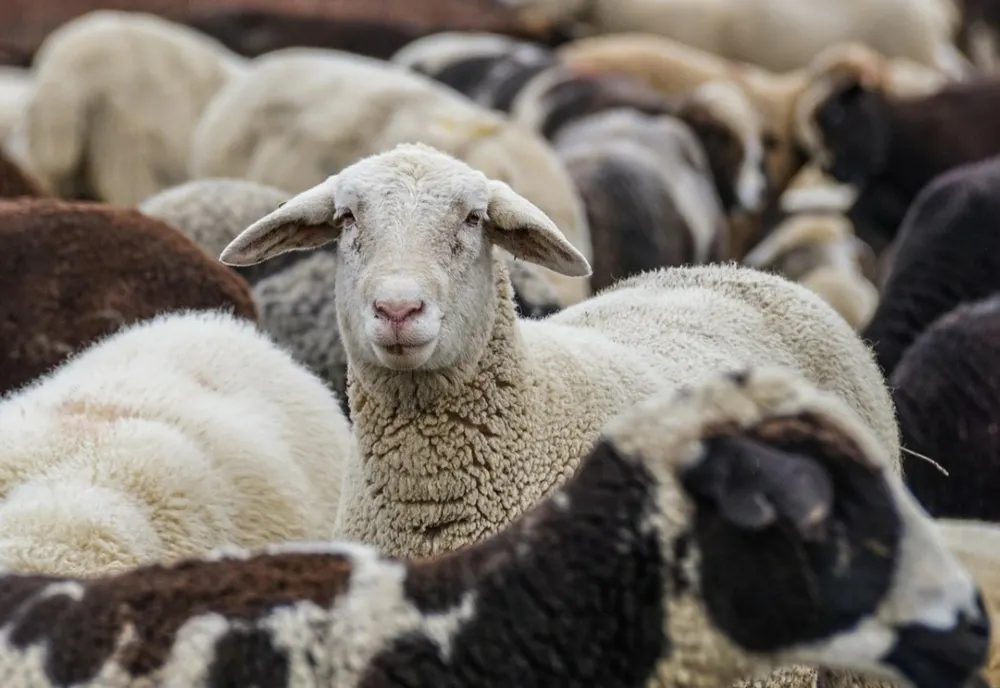ANSVSA: Transporturile neautorizate de ovine reprezintă cel mai mare pericol biologic