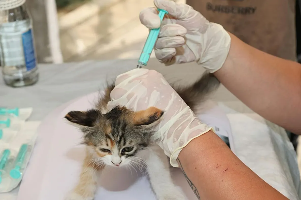 DSVSA Mehedinți angajează medic veterinar. Se cer minimum patru ani de experiență