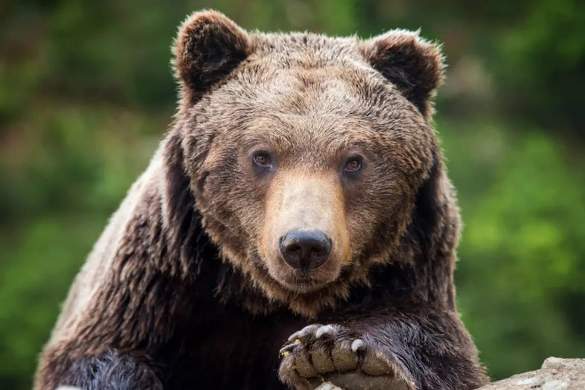 Urșii au apărut din nou în Mehedinți! Localnicii din Godeanu, avertizați după ce animalele au fost văzute în apropierea satului