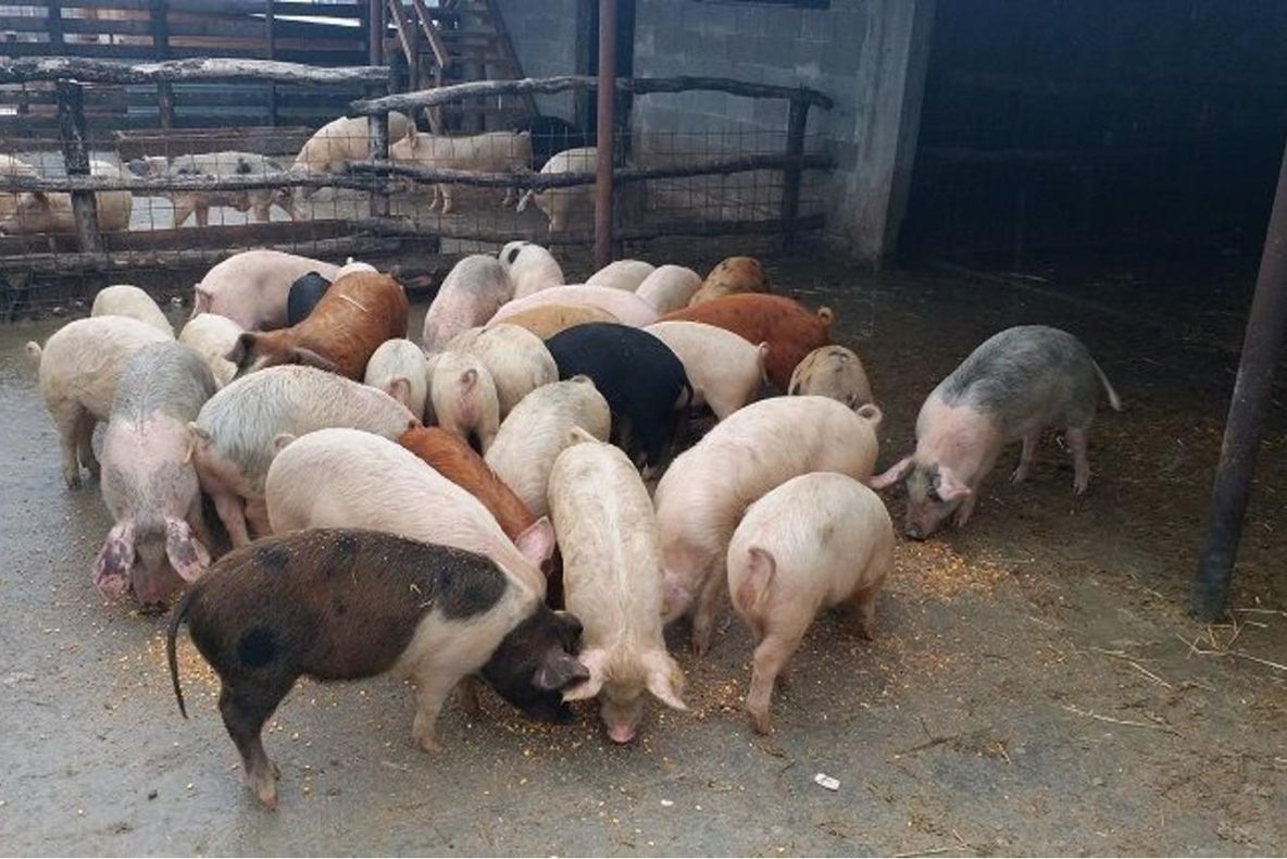 APIA autorizează la plată beneficiarii Măsurilor 14 şi 14T (fosta Măsura 215)