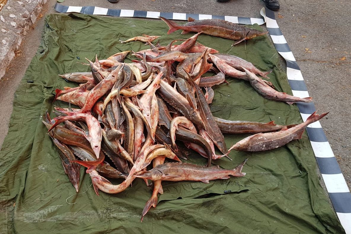 Sturion confiscat de poliţiştii de frontieră mehedinţeni