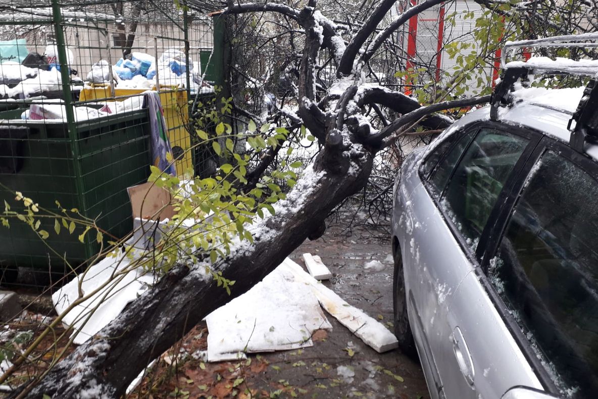 Un copac a căzut peste o mașină în Severin