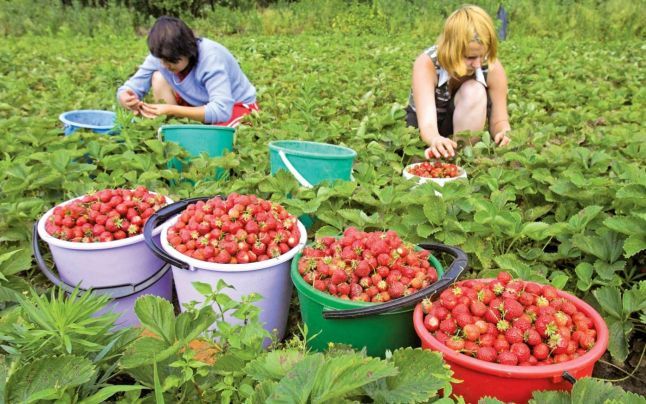 Eures: Locuri de muncă sezonieră în agricultură în Spania