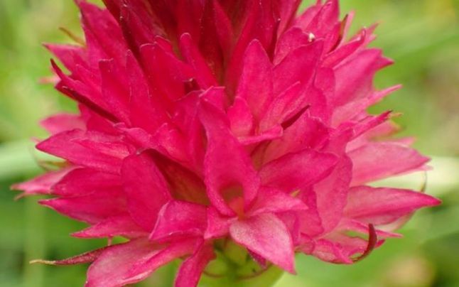 Cuibul unor berze, de pe un stâlp de electricitate, a luat foc