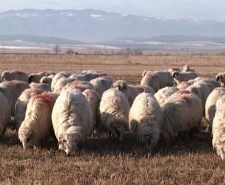 APIA Mehedinți demarează de joi plata în avans pentru fermierii care deţin ovine şi caprine