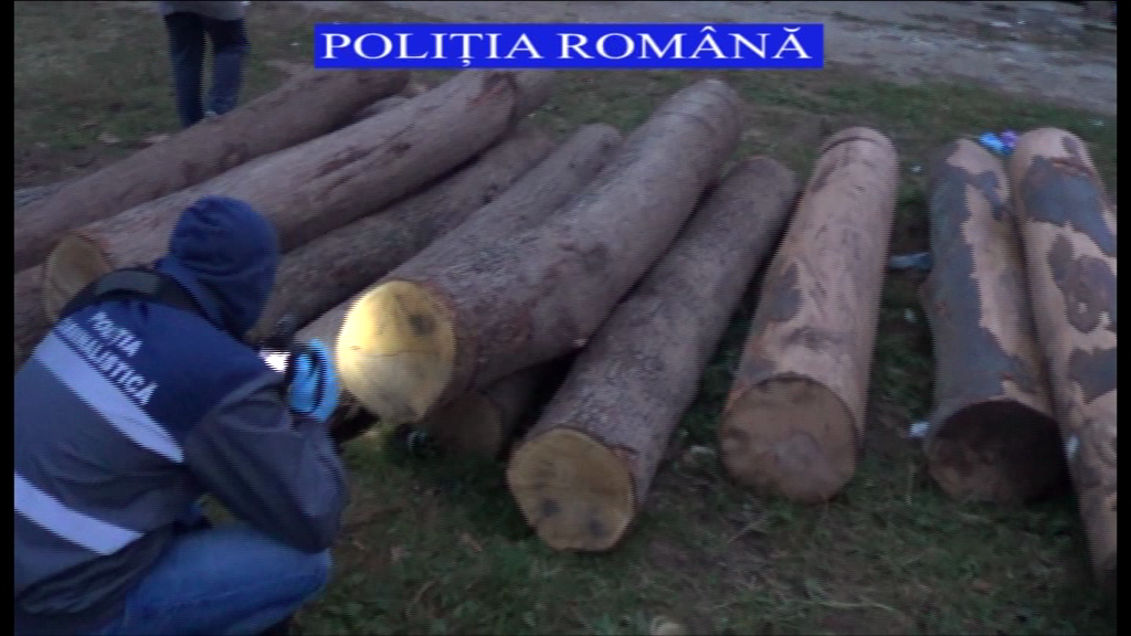 Amenzi de aproape 300.000 de lei pentru delicte silvice în Mehedinți