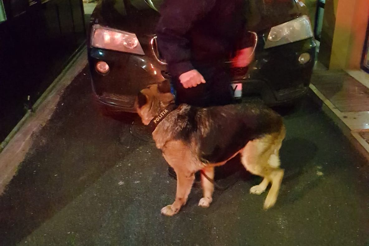 Câinele polițist Nabapa a găsit peste 400 de grame de cocaină în Vama Porțile de Fier I