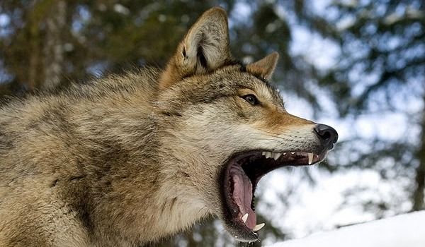 Lupi filmaţi când se joacă în zăpadă în Parcul Natural Porţile de Fier