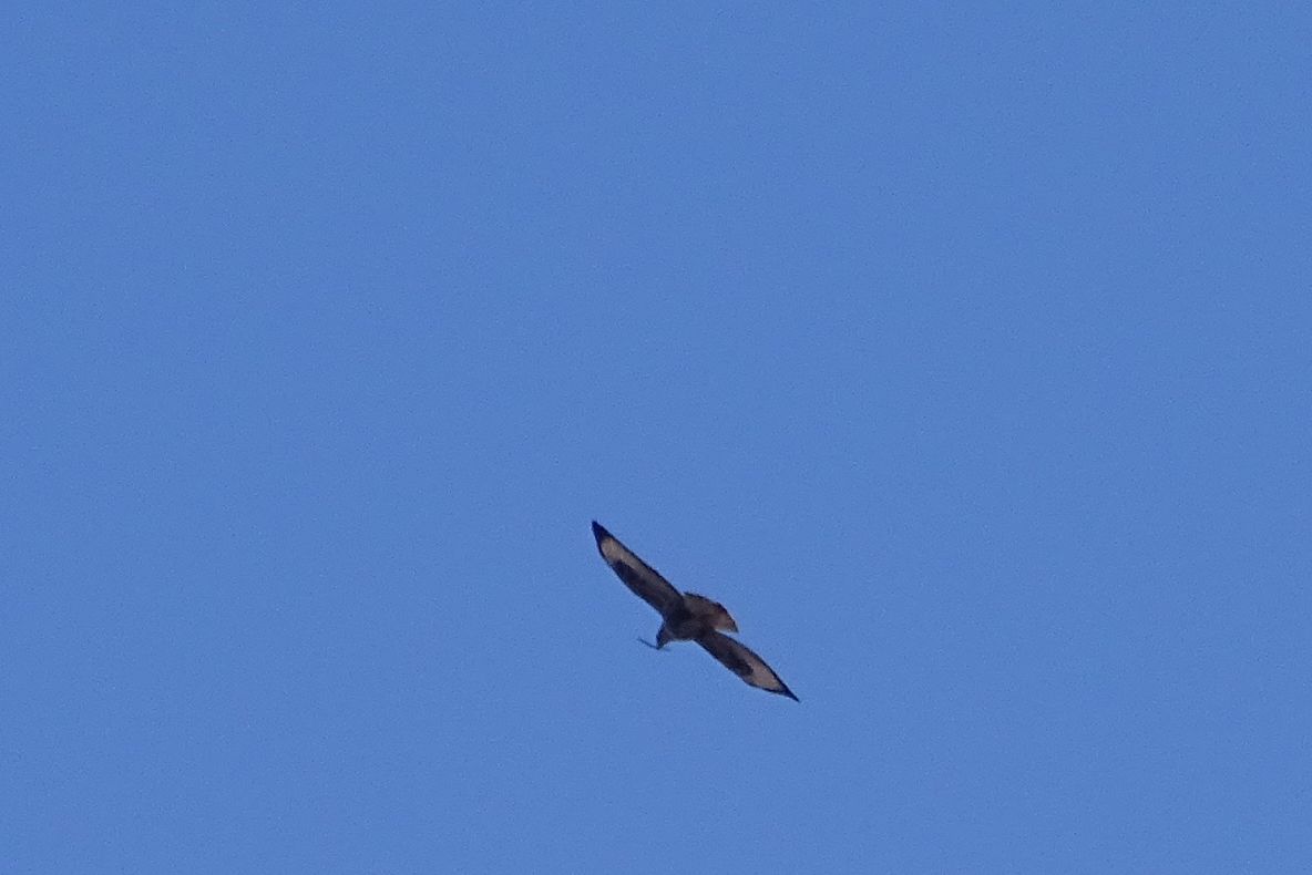 Păsările răpitoare se pregătesc de cuibărit în Parcul Natural Porțile de Fier