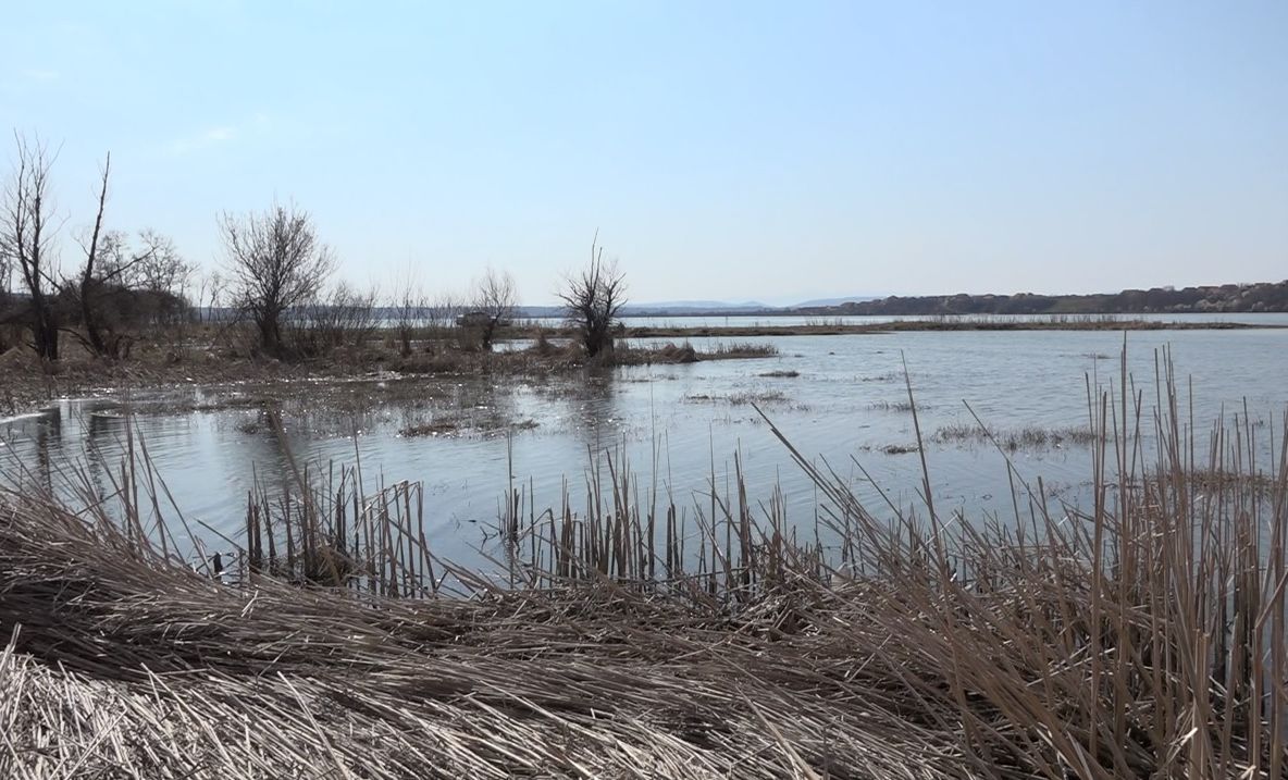 S-a stabilit cauza morții peștilor pe Dunăre în Mehedinți