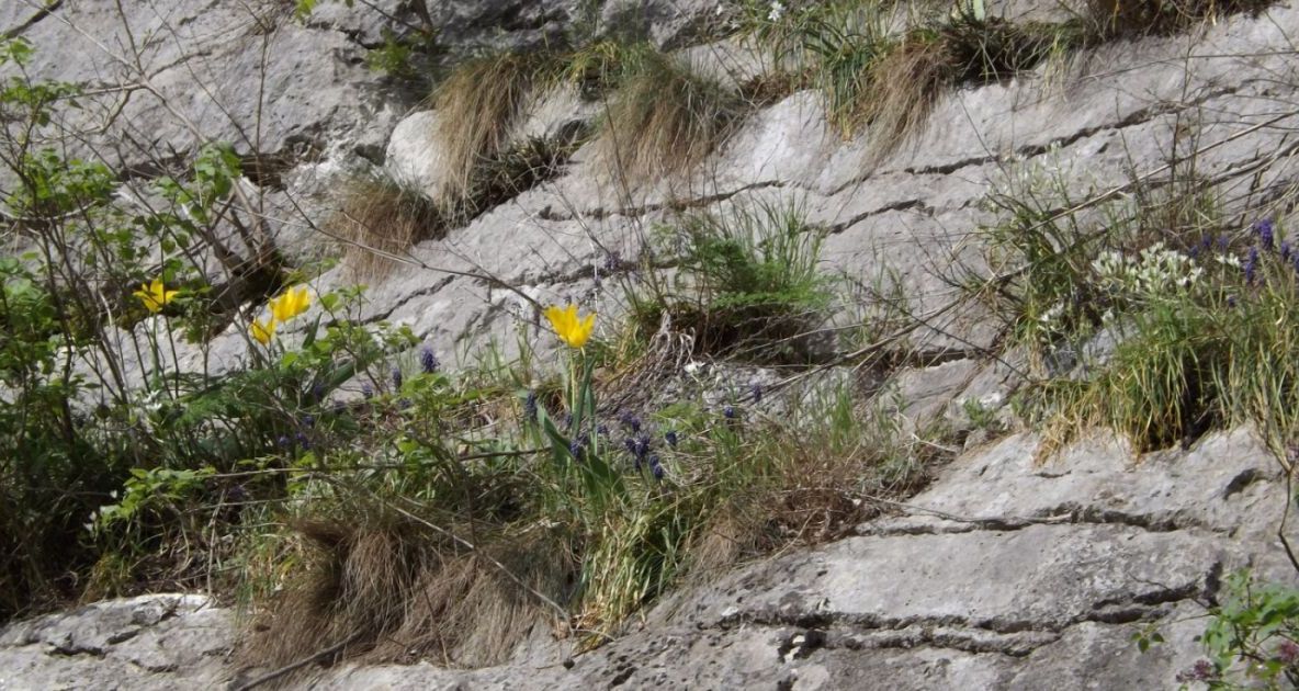 Laleaua galbenă din Cazane poate fi admirată pe versanții Ciucarului Mare
