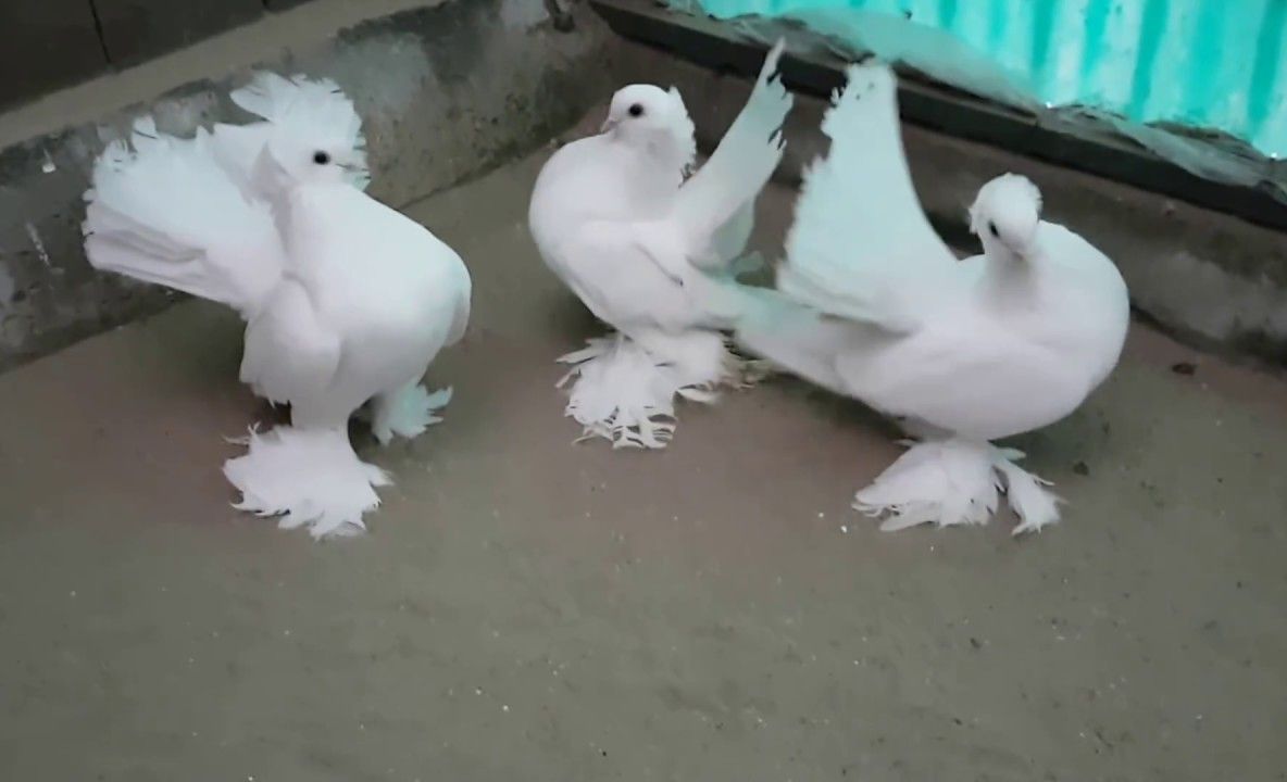 SOCIETATEA DE DISTRIBUȚIE A GAZULUI DIN DROBETA, PE FĂRAȘ