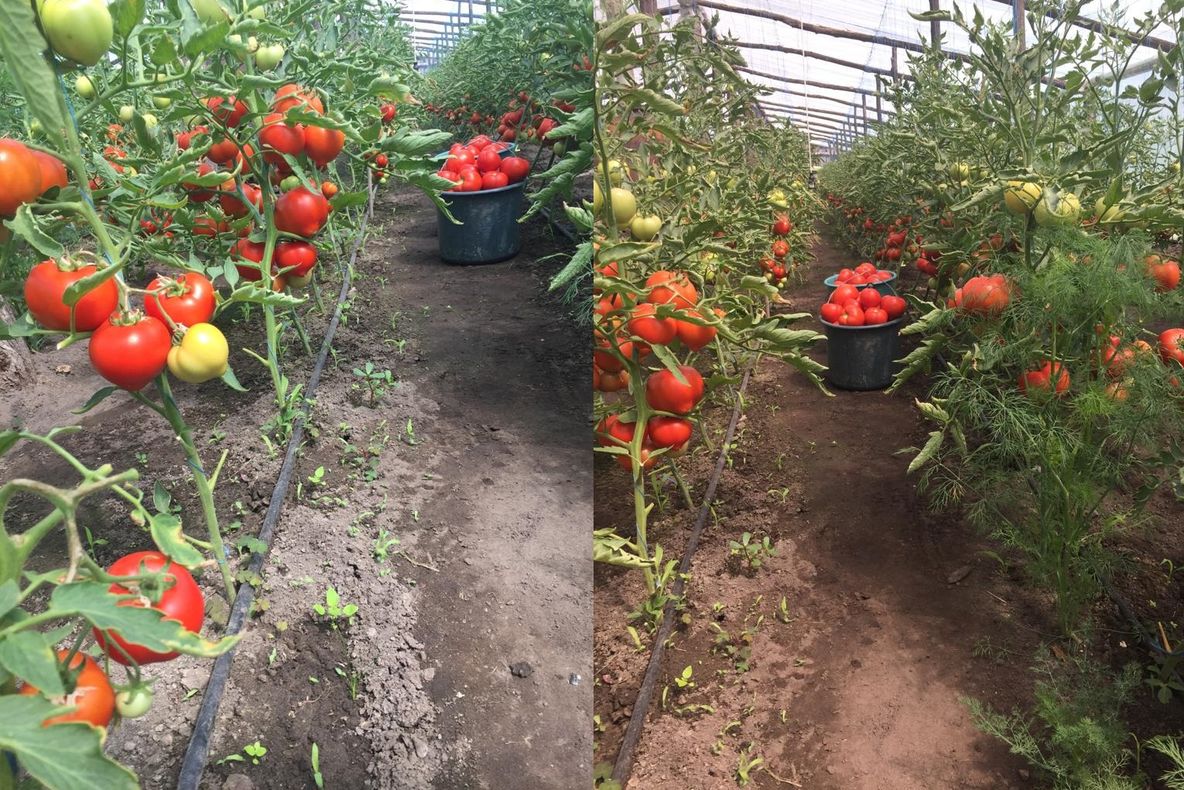 PRIMA RECOLTĂ DIN PROGRAMUL TOMATE 2019, LA MEHEDINȚI