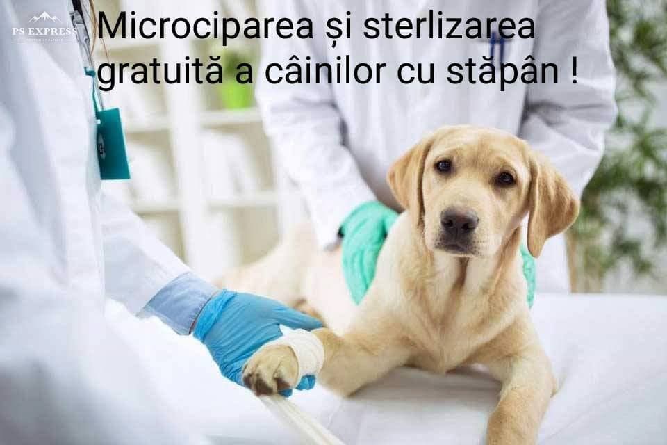 Proiect pentru subvenționarea totală a microcipării și sterilizării câinilor cu stăpân ce aparțin rasei comune sau a metișilor