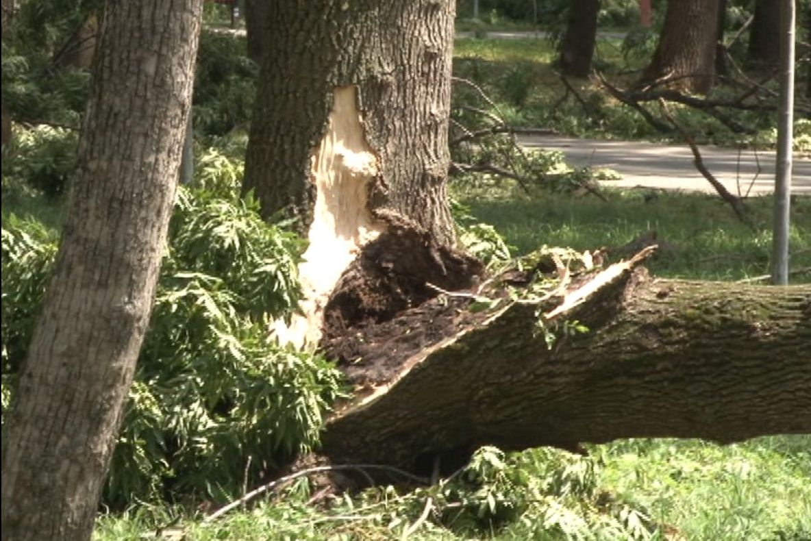 Furturile din păduri continuă. Hoți de lemne, surprinși în flagrant