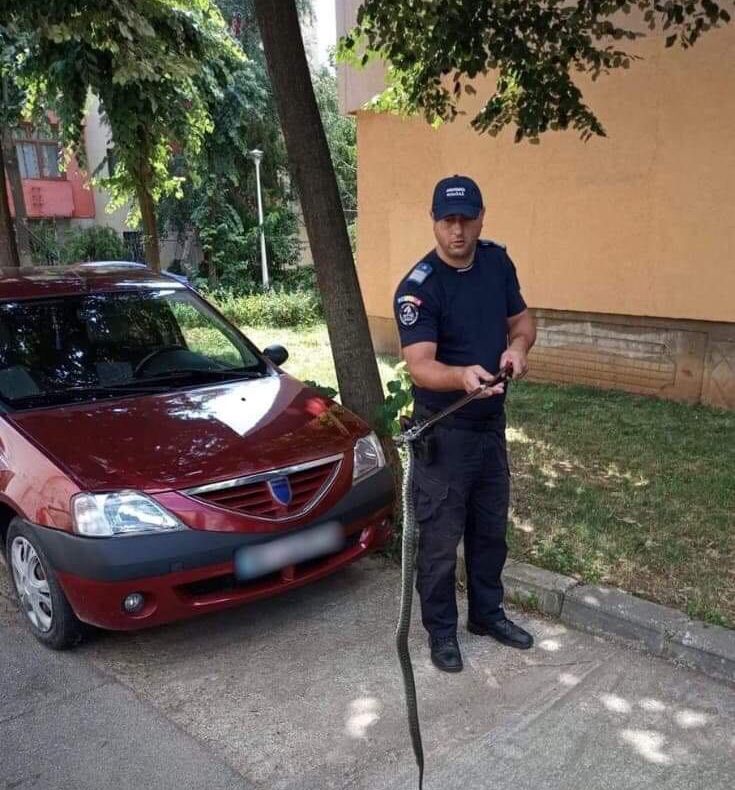 Șarpe de un metru scos de jandarmi din mașina unui bărbat