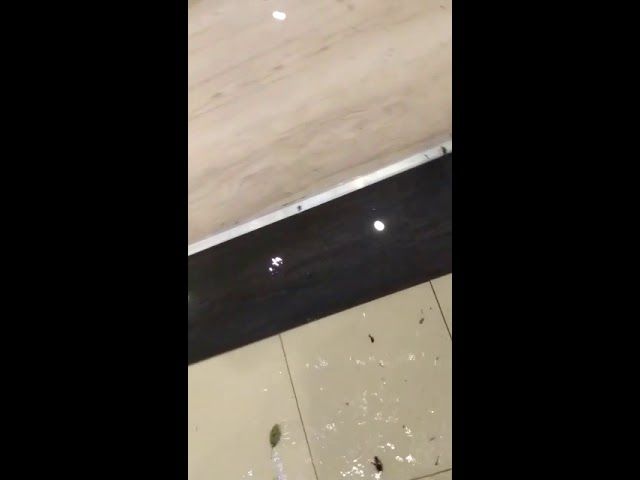 PESTA PORCINĂ DIN DOLJ, PROVOACĂ ALERTĂ ÎN MEHEDINȚI