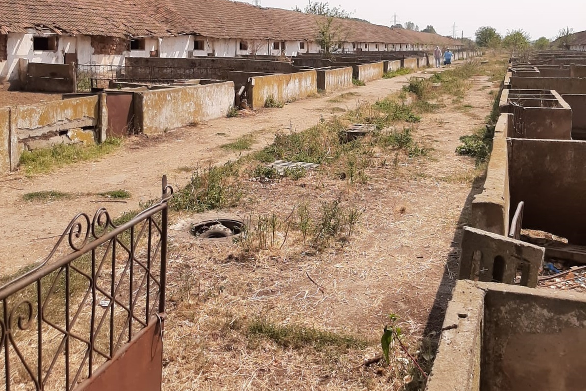 FOCAR DE PESTĂ PORCINĂ AFRICANĂ CONFIRMAT, ÎN MEHEDINȚI