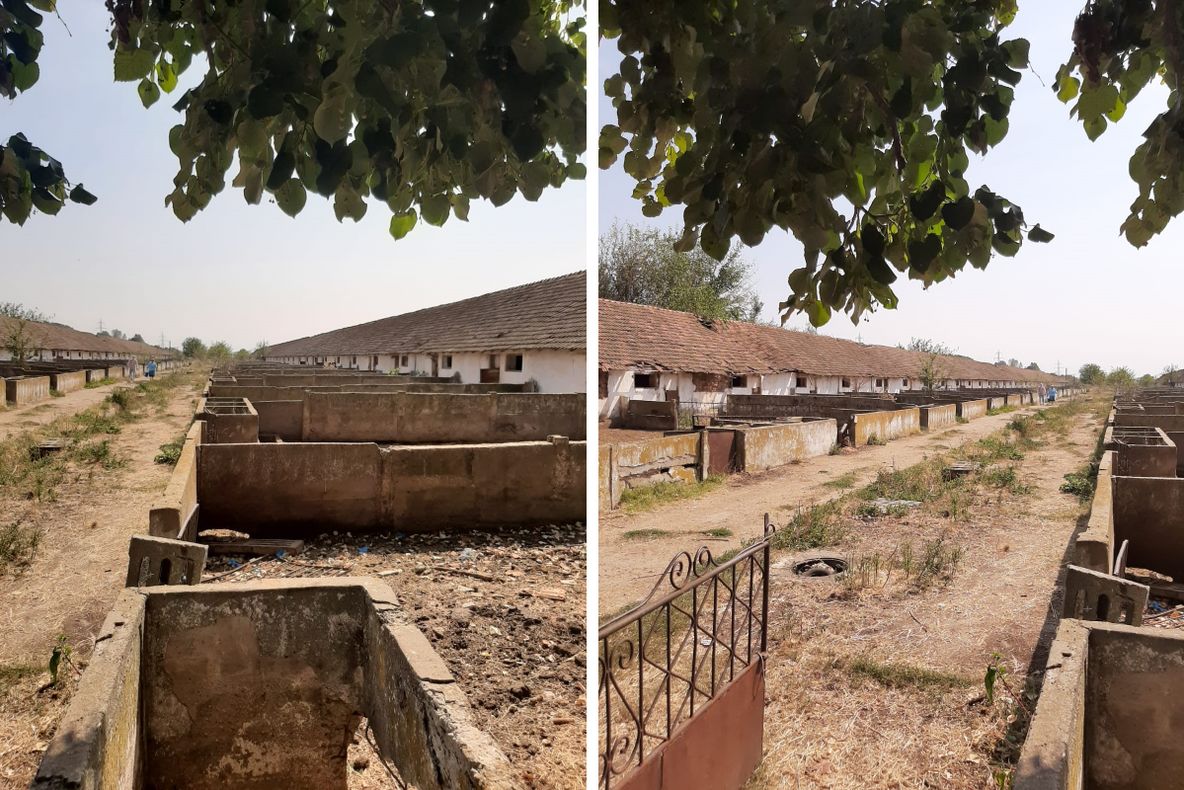 SUSPICIUNE DE PESTĂ PORCINĂ, ÎN MEHEDINȚI, LA GÂRLA MARE