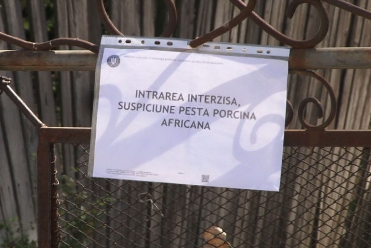 MEHEDINȚIUL SUB TEROAREA PESTEI PORCINE AFRICANE