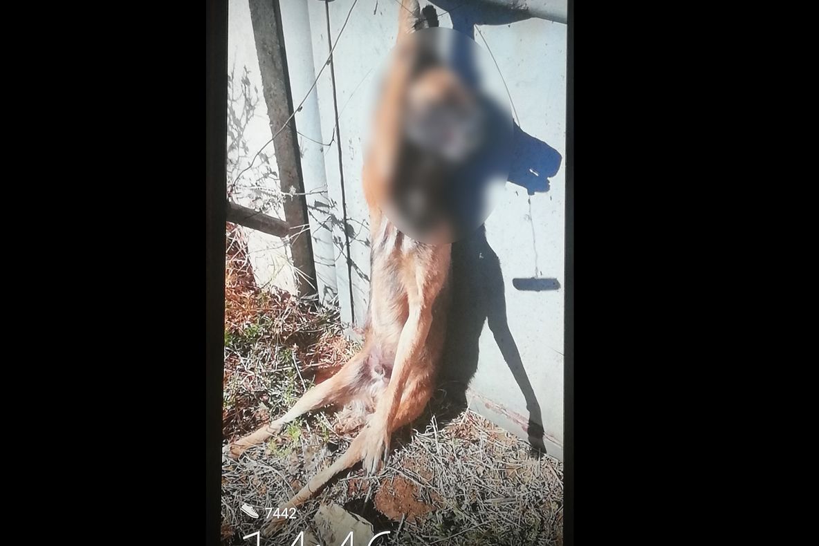 CÂINE SPÂNZURAT DE GARDUL UNUI CIMITIR DIN SEVERIN