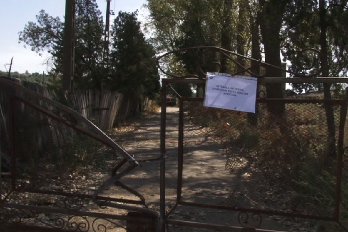 PLÂNGERE PENALĂ PENTRU PESTA PORCINĂ DE LA GÂRLA MARE, MEHEDINȚI. TREI CETĂȚENI ACUZAȚI DE ATENTAT ÎMPOTRIVA COMUNITĂȚII ȘI PROVOCARE DE EPIDEMII.