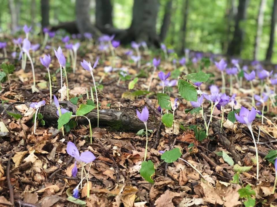 Imagini superbe din Geoparcul Platoul Mehedinți la început de toamnă