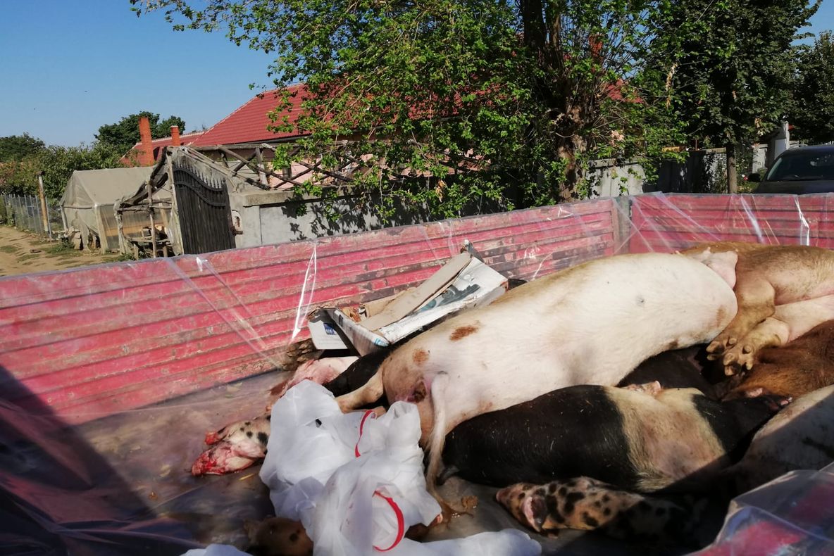 PESTA PORCINĂ AFRICANĂ FACE RAVAGII. LA GÂRLA MARE A ÎNCEPUT UCIDEREA PORCILOR