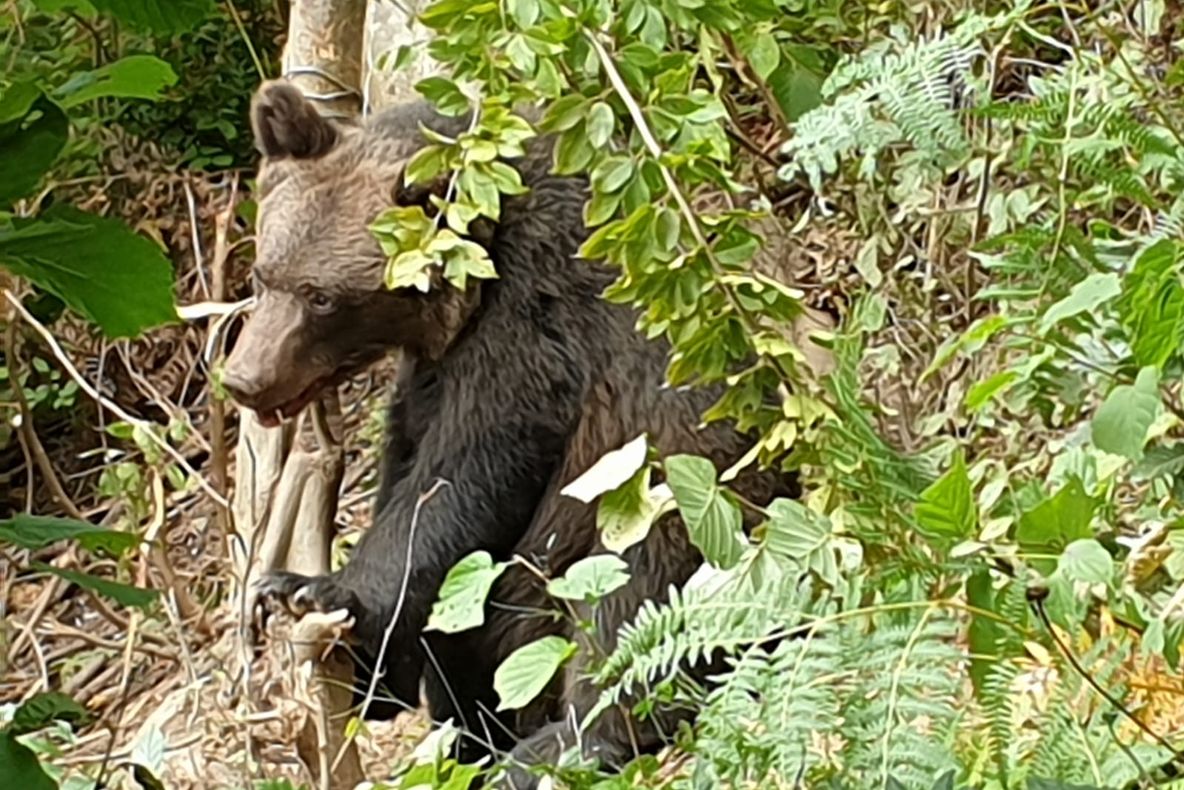 Urs filmat de camerele de monitorizare în Parcul Natural Porțile de Fier