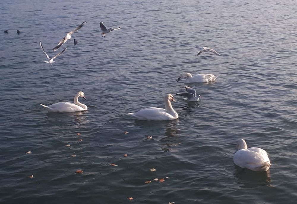 Specialiștii Parcului Natural Porțile de Fier au intervenit pentru salvarea unei lebede rănită