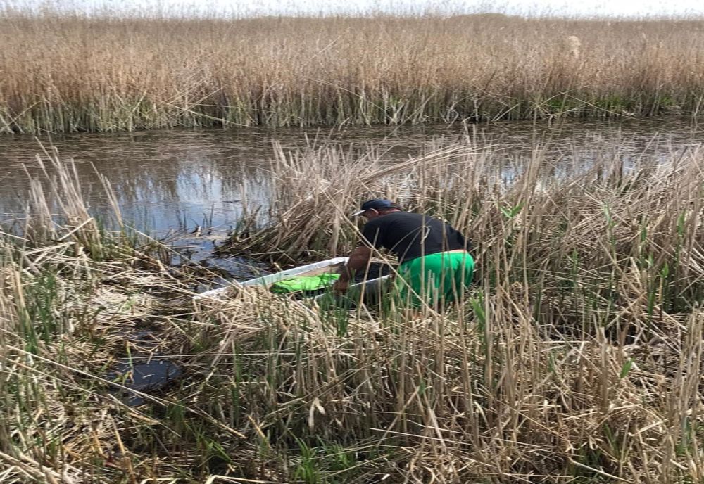 Prins la braconaj, la Gârla Mare