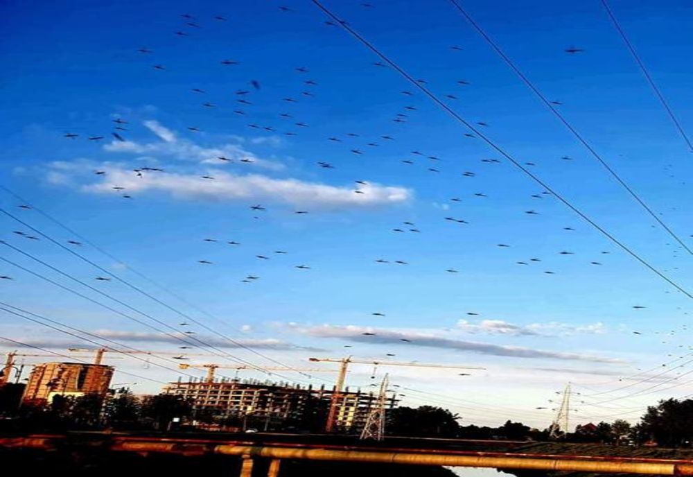 Tratamente pentru stârpirea ţânţarilor la Drobeta Turnu Severin