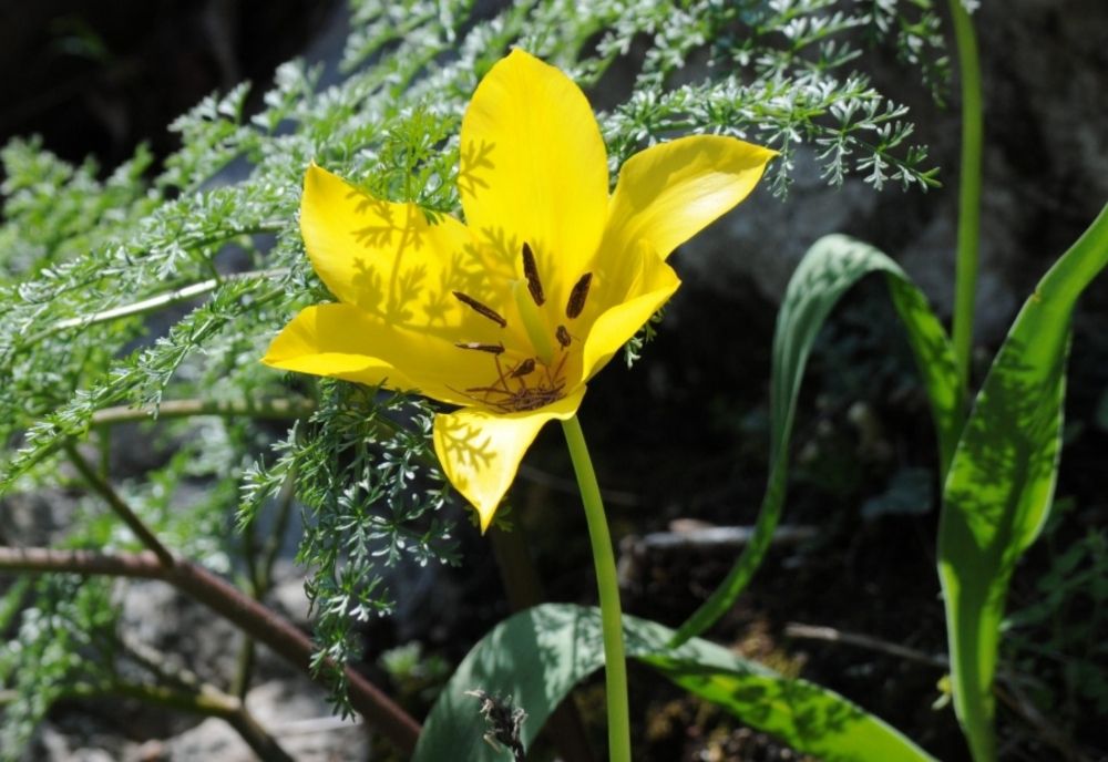 Legenda lalelei unice în lume care crește în Mehedinți