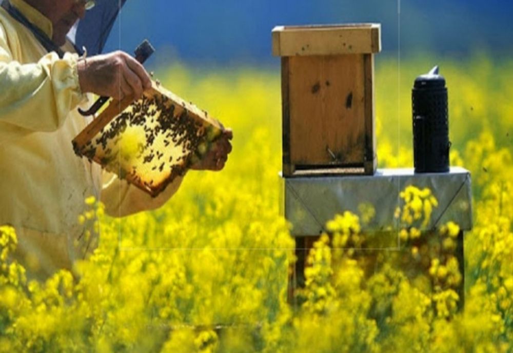 Sprijin financiar din partea Guvernului pentru apicultori